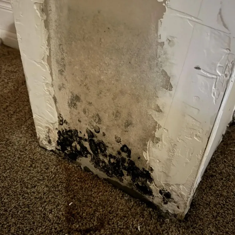 Professional Mold Removal in Larue County, KY